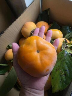 柿が赤くなると医者が青くなる