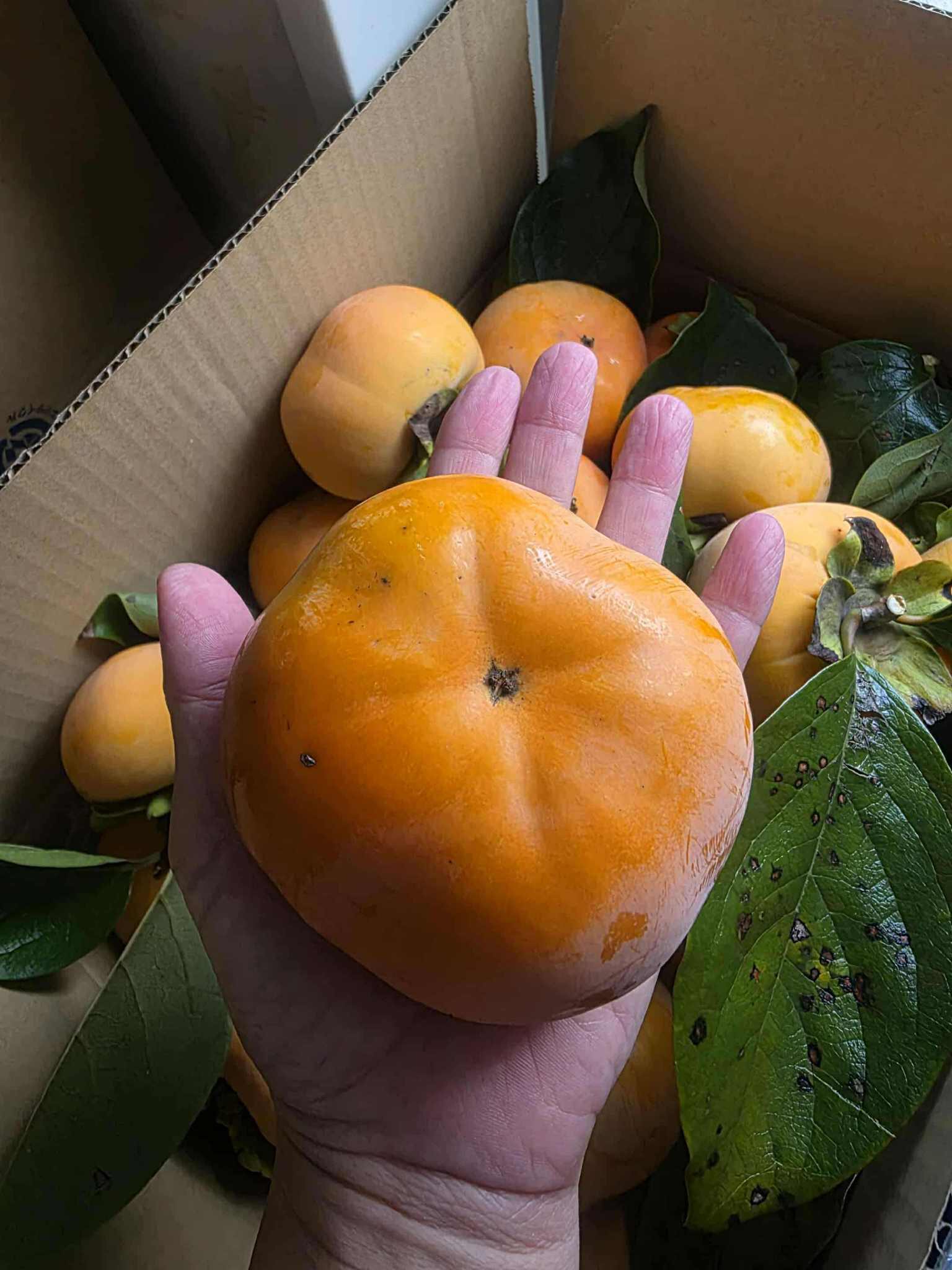 柿が赤くなると医者が青くなる